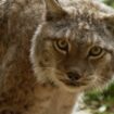 Traqués et classés « en danger » : et si on réintroduisait des lynx en France ?