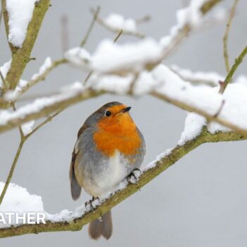 A robin sits on a snow-covered branch