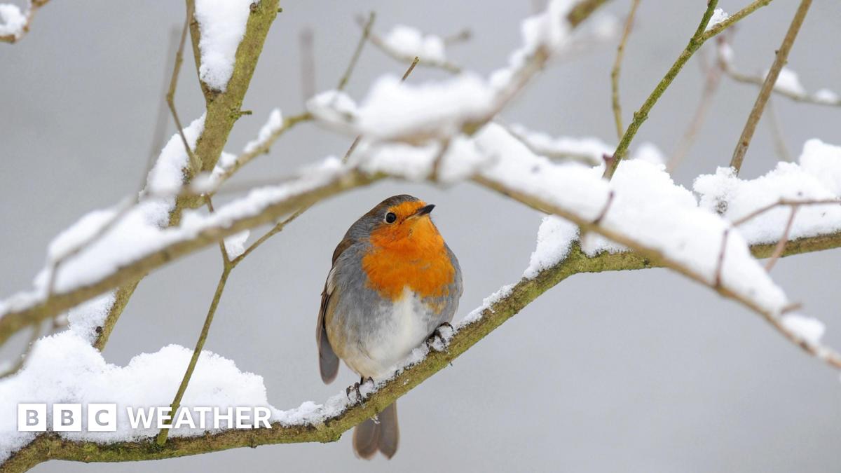 A robin sits on a snow-covered branch