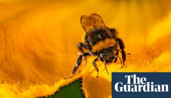 UK to ban bee-killing pesticides but highly toxic type could still be allowed