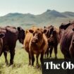 US to pressure UK to import high-quality American meat in Trump trade deal