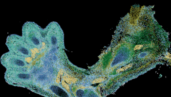 Un atlas cellulaire du développement du squelette chez l’embryon humain