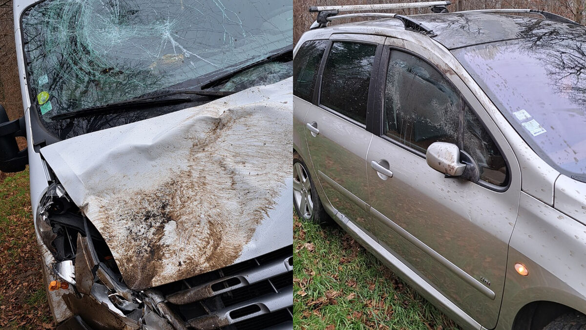 Un cerf traqué par la chasse à courre provoque deux accidents de la route dans l’Oise