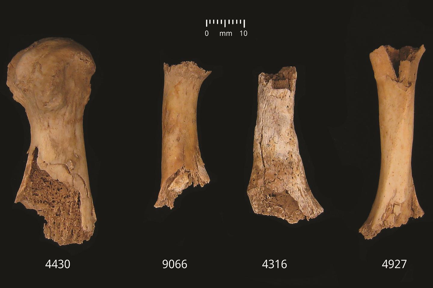 Un épisode de cannibalisme de masse aurait eu lieu il y a 4 000 ans en Angleterre