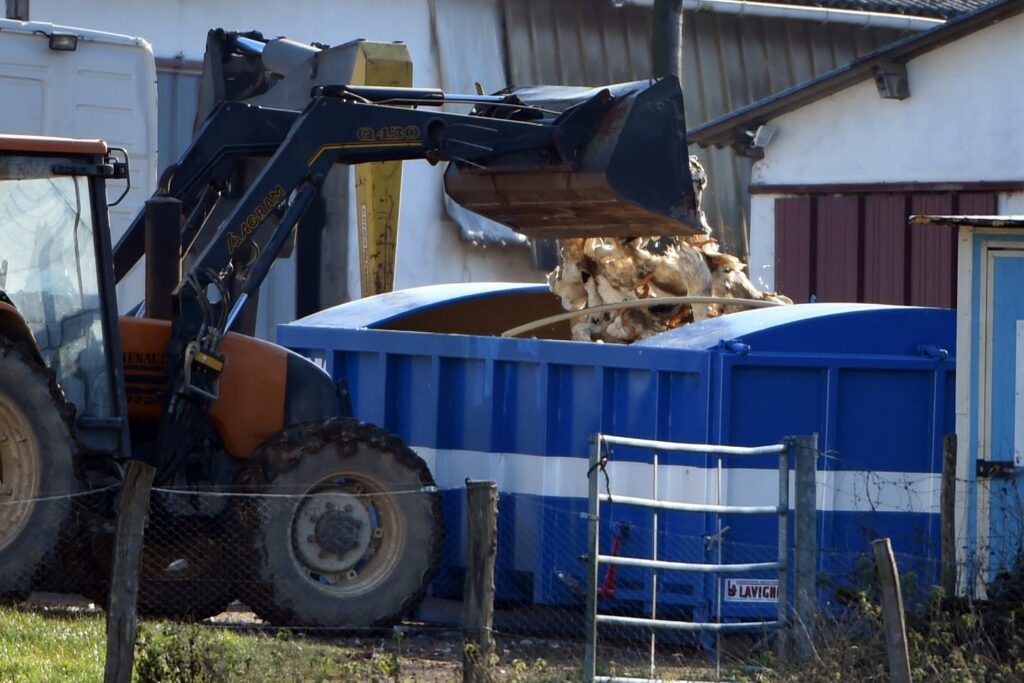 Un foyer de grippe aviaire « hautement pathogène » détecté dans un élevage de l’Eure