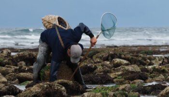 « Un loisir accessible à tous » : tous les secrets de la pêche à pied sur l’île d’Oléron dans un livre