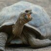 Une tortue sans carapace est-elle simplement nue ou meurt-elle instantanément?