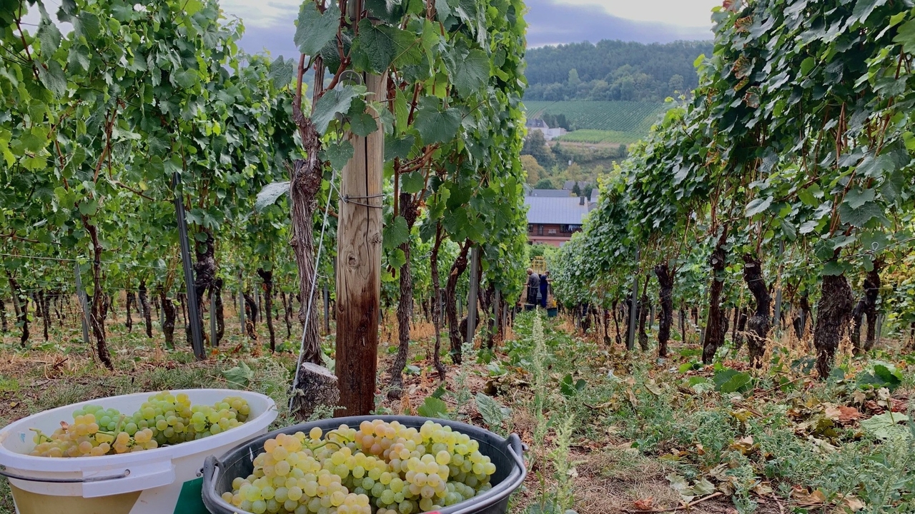 Vendanges au Luxembourg: Plusieurs saisonniers n'avaient pas d'autorisation de travail