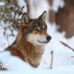 Wolves in EU lose safeguards, allowing culls as numbers soar