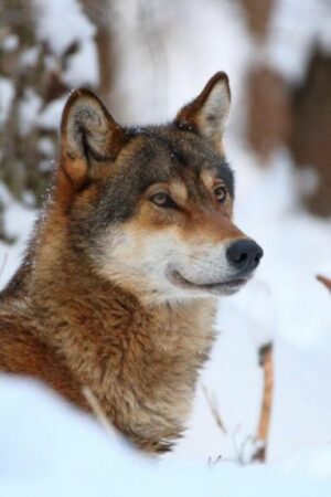 Wolves in EU lose safeguards, allowing culls as numbers soar