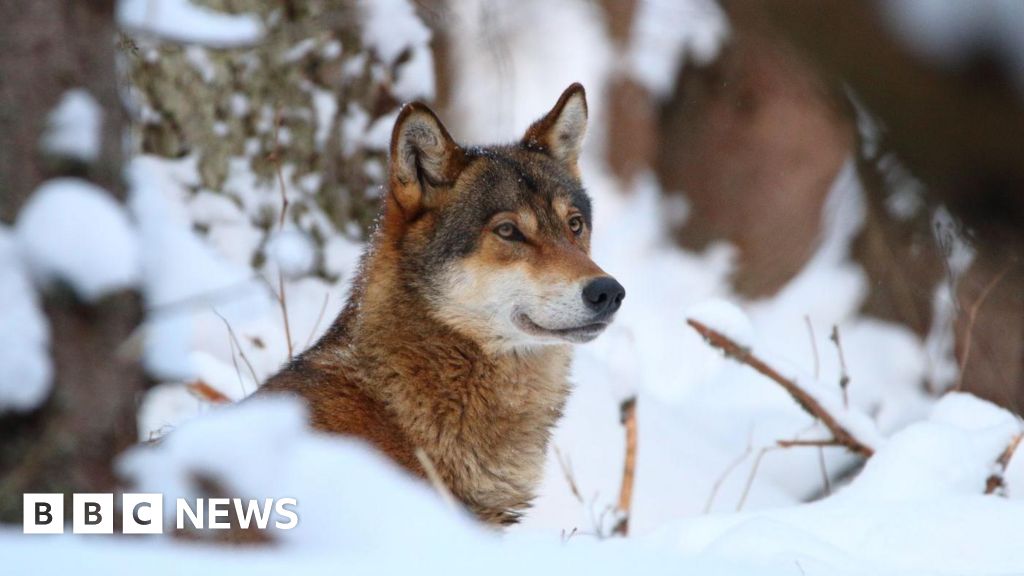 Wolves in EU lose safeguards, allowing culls as numbers soar