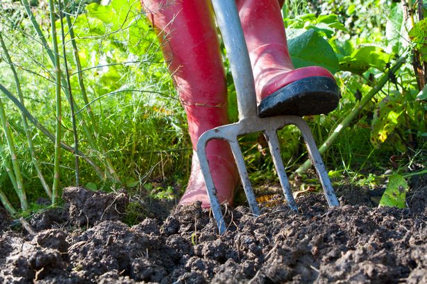 Woman raves about 'cheap' plant that will gives privacy and lasts for 100 years