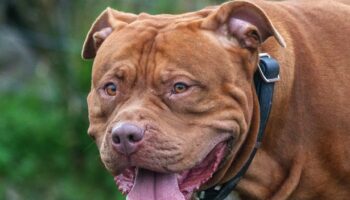 XL Bully toll: 100 dogs destroyed a month since ban with £25m spent on kennelling