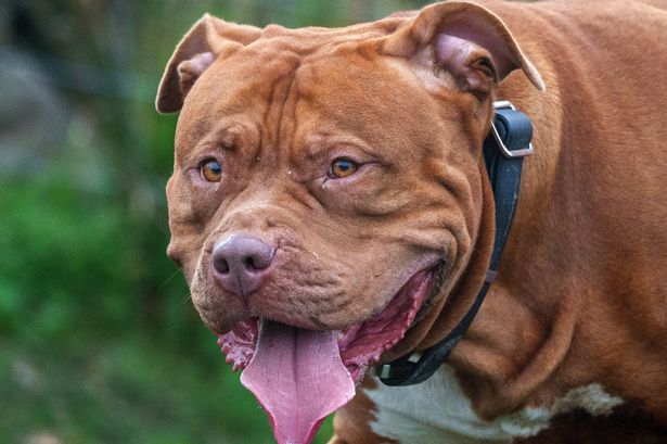 XL Bully toll: 100 dogs destroyed a month since ban with £25m spent on kennelling