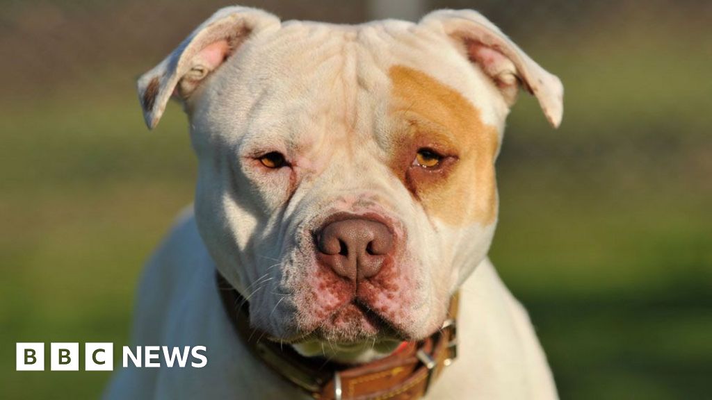 XL bully victim calls ban ‘useless’ as police destroy 100 dogs a month