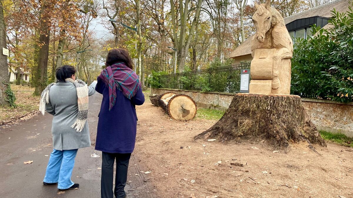 Yvelines : à Maisons-Laffitte, un chêne tricentenaire « immortalisé » en œuvre d’art