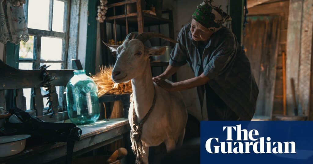 ‘Animals can feel good and evil’: film puts new perspective on Ukraine war