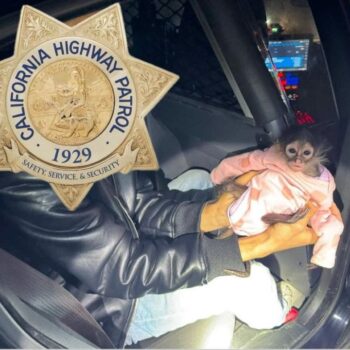 California Highway Patrol gets in some monkey business during routine stop