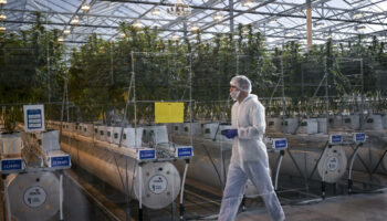 Cannabis médical : le ministre de la Santé veut «étudier» les possibilités