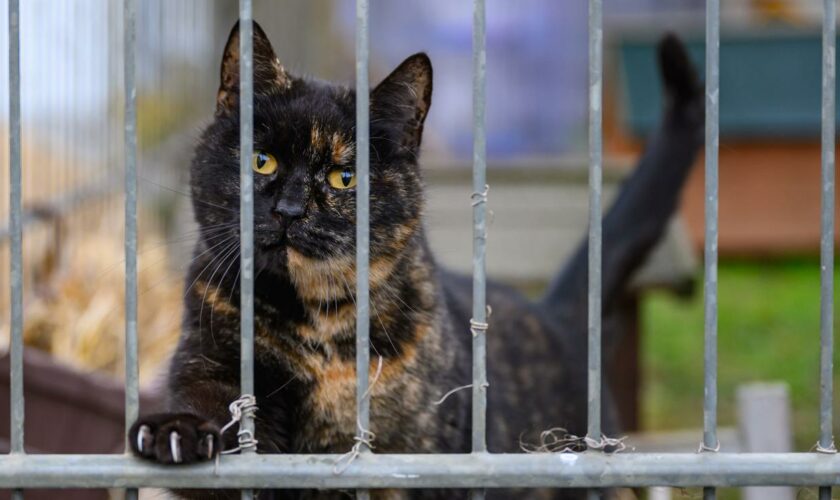 Tierschutz: Tierschutzbund sieht Tierheime durch fehlende Finanzierung in Gefahr