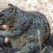 Was Überbevölkerung im Tierreich auslöst