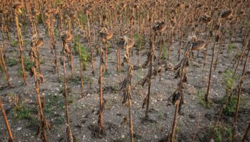 Un champ de tournesols brûlés par la chaleur près d'Alexandria, le 30 juillet 2024 en Roumanie