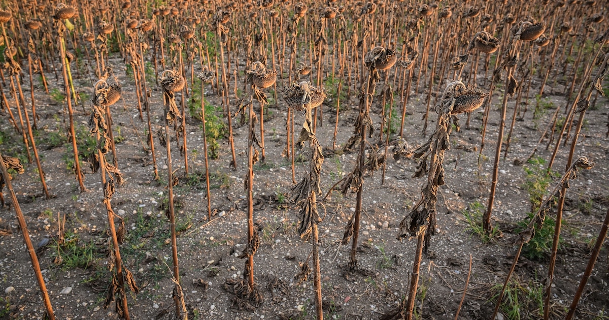 Un champ de tournesols brûlés par la chaleur près d'Alexandria, le 30 juillet 2024 en Roumanie