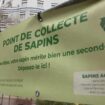 Noël : la seconde vie des sapins après les fêtes