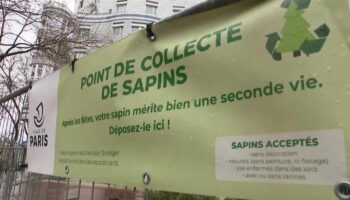 Noël : la seconde vie des sapins après les fêtes