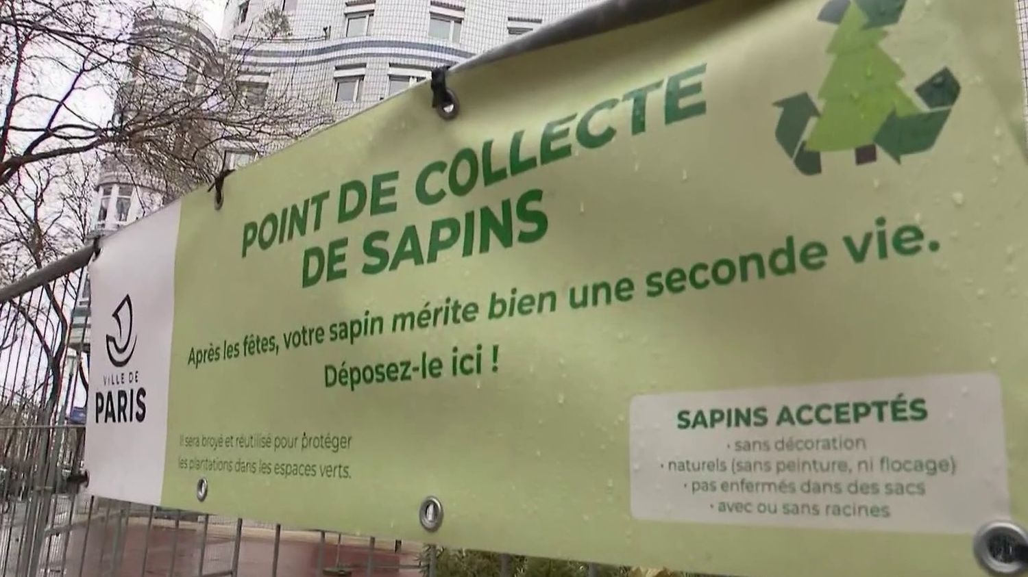 Noël : la seconde vie des sapins après les fêtes