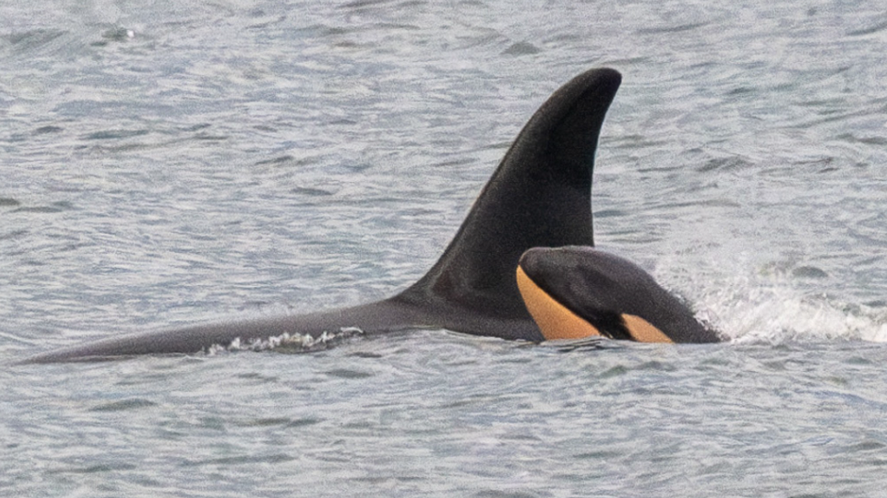 L’orque Tahlequah, qui refusait d’abandonner son bébé, est de nouveau endeuillée