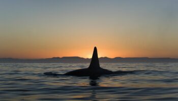 Une orque observée portant son baleineau mort au large de Seattle dans le Pacifique