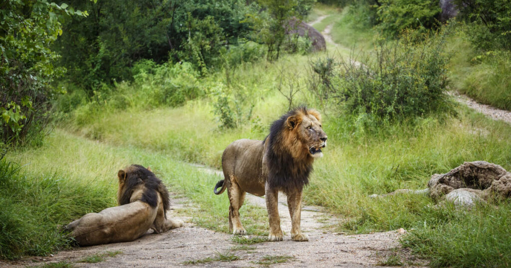 Au Zimbabwe, un enfant de 7 ans retrouvé vivant après cinq jours passés seul dans un parc truffé de lions