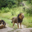 Au Zimbabwe, un enfant de 7 ans retrouvé vivant après cinq jours passés seul dans un parc truffé de lions