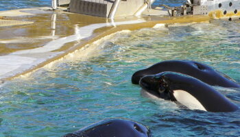 Marineland : que vont devenir les derniers orques ? Une piste déjà abandonnée