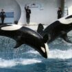 Marineland à Antibes ferme le 5 janvier, que vont devenir les orques du parc aquatique