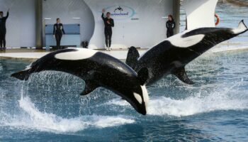 Marineland à Antibes ferme le 5 janvier, que vont devenir les orques du parc aquatique