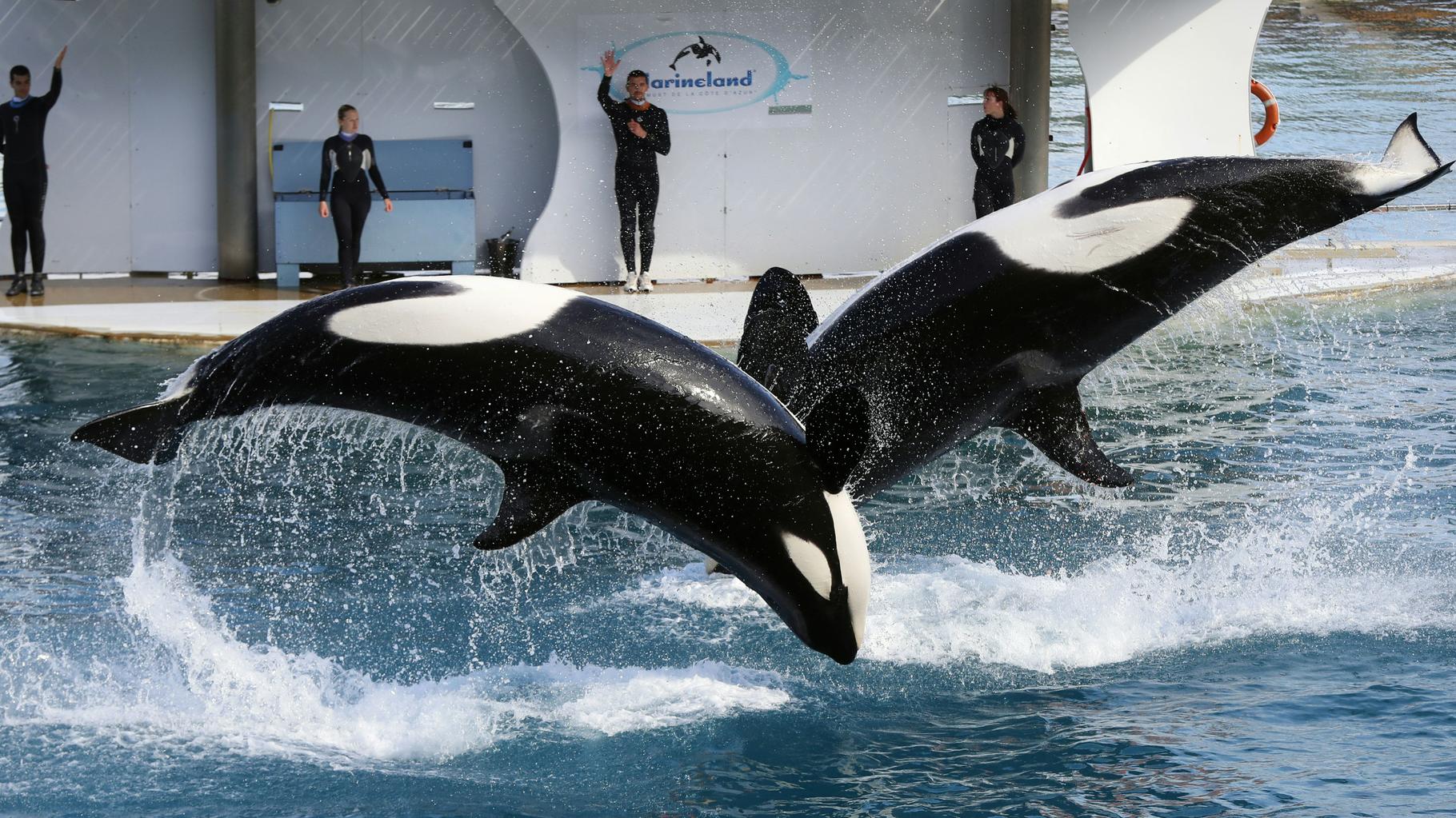 Marineland à Antibes ferme le 5 janvier, que vont devenir les orques du parc aquatique