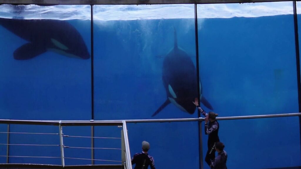 Marineland : le parc aquatique vit ses dernières heures