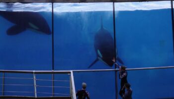 Marineland : le parc aquatique vit ses dernières heures