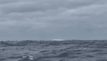 Un iceberg sur la route du Vendée Globe