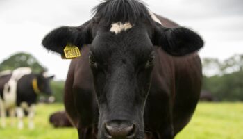 UK food sales to EU slump by a fifth after Brexit, minister reveals