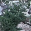 Noël : des sapins recyclés comme nourriture pour des animaux