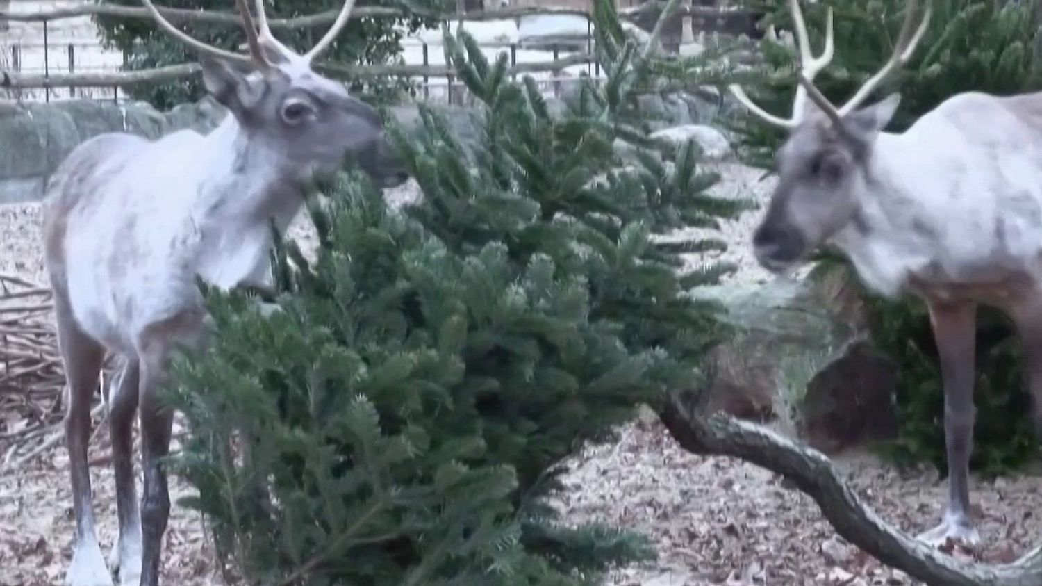 Noël : des sapins recyclés comme nourriture pour des animaux