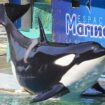 « On a le cœur en miettes » : clap de fin pour le Marineland d’Antibes, le sort de ses orques toujours en suspens