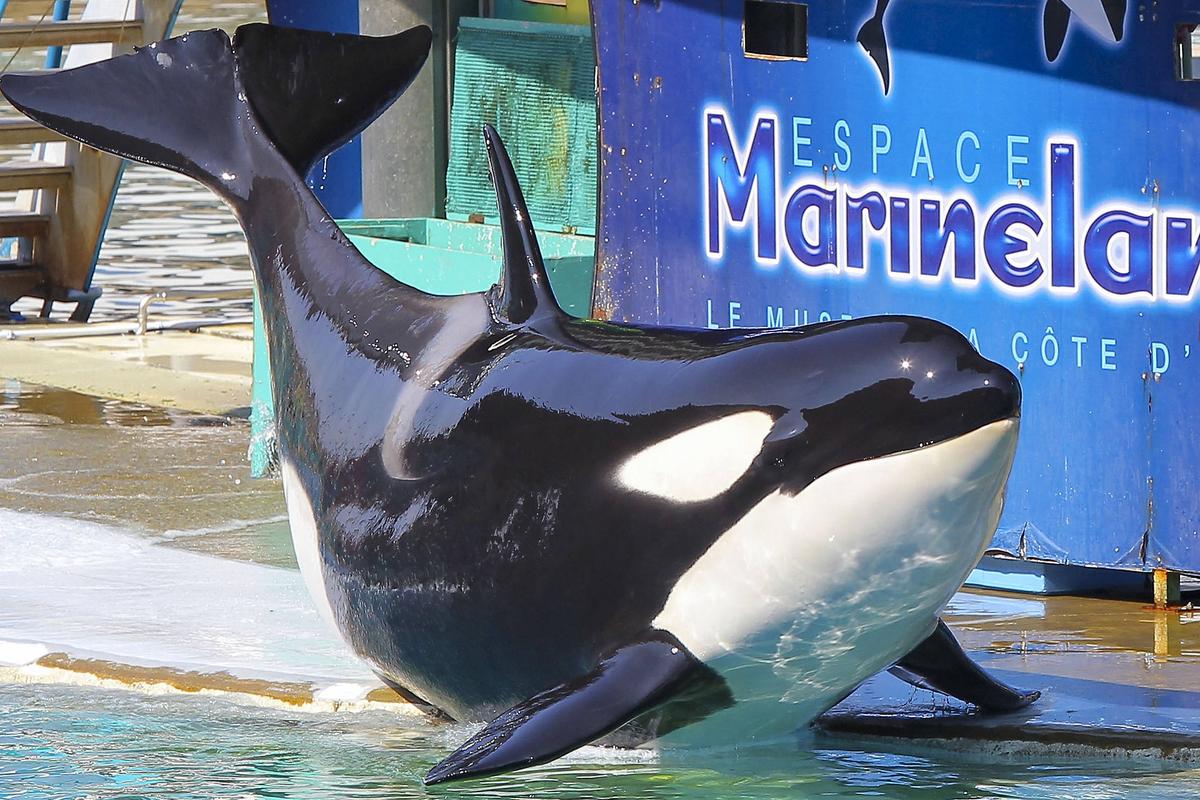 « On a le cœur en miettes » : clap de fin pour le Marineland d’Antibes, le sort de ses orques toujours en suspens