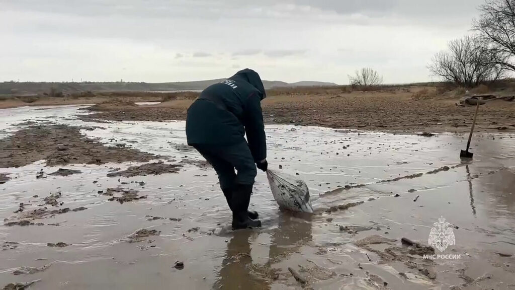 Marée noire en Russie : plus de 30 cétacés retrouvés morts sur le littoral près de la Crimée