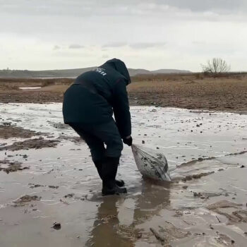 Marée noire en Russie : plus de 30 cétacés retrouvés morts sur le littoral près de la Crimée