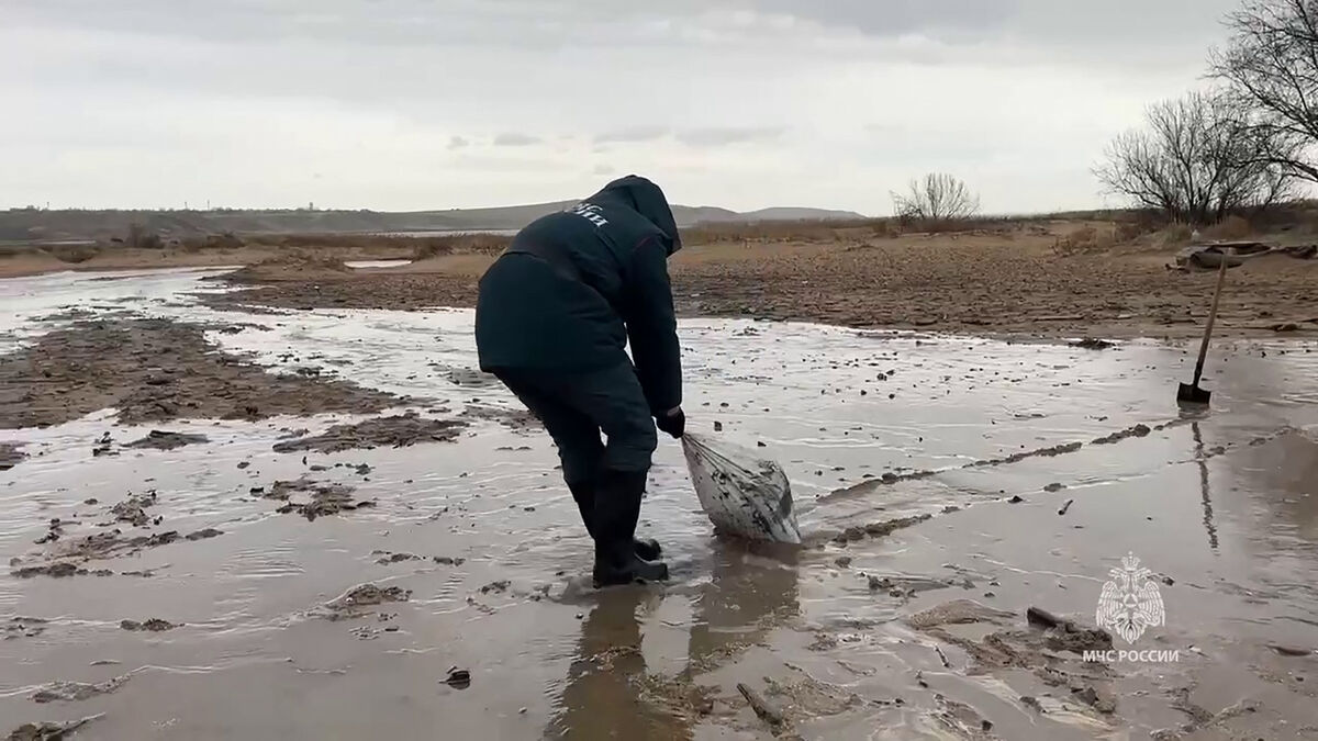 Marée noire en Russie : plus de 30 cétacés retrouvés morts sur le littoral près de la Crimée