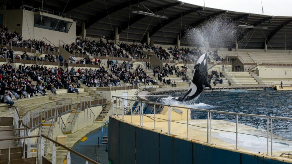 Trois questions sur la fermeture définitive du Marineland d'Antibes, plus grand zoo marin d'Europe